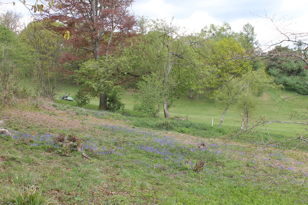 bluebells in recently cleared ground, 30 April